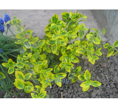Бересклет , бруслина Форчуна 'Emerald'n Gold' (Euonymus  fortunei 'Emerald'n Gold') 